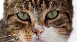 Pogrešamo mucka, psa...