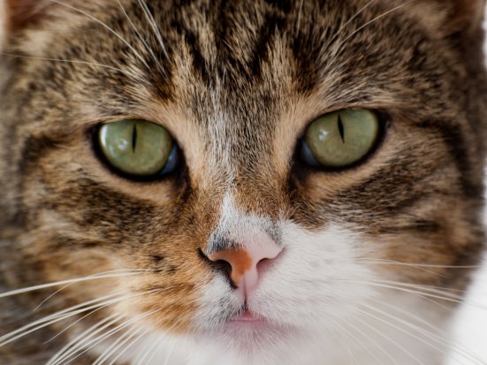 Pogrešamo mucka, psa...