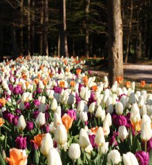 cvetoči Arboretum

Če bi radi objavili kak dogodek, pi&scaron;ite na  renata.radiohit@outlook.com ali renata.smesnjavec@radiohit.si